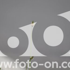 thumb_6J2A9339